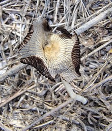 Coprinopsis lagopus by Hallgarth2