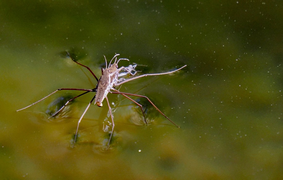 Aquarius remigis, Common Water Strider