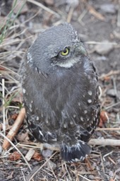 Mountain Pygmy Owl, Glaucidium gnoma e