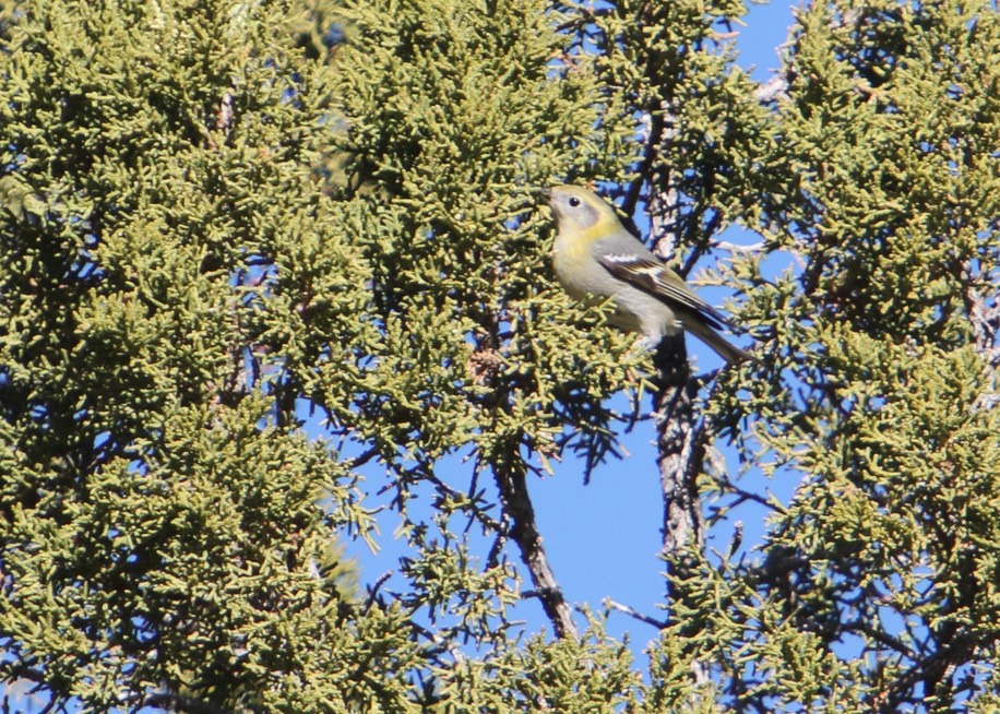NMHI 2025 Olive Warbler - SW Area 2025-12-18 IMG 3160