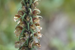  Pedicularis procera, Fernleaf Lousewort   1