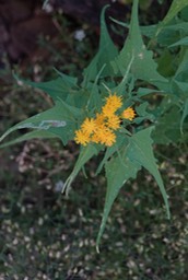 Silver Creek Canyon/Road, Black Range, NM