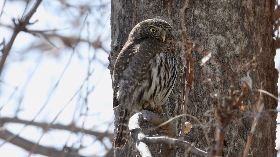 Pygmy Owl, Mountain (Northern) 4