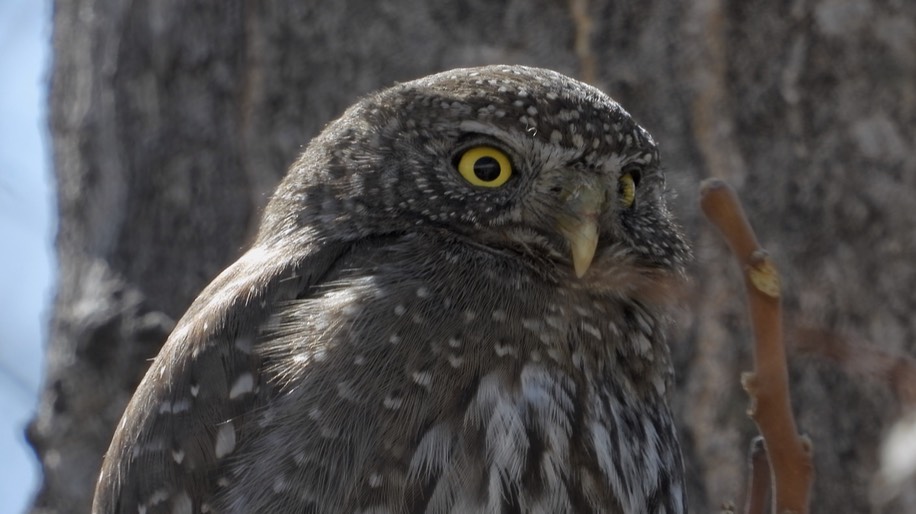 Pygmy Owl, Mountain (Northern) 2
